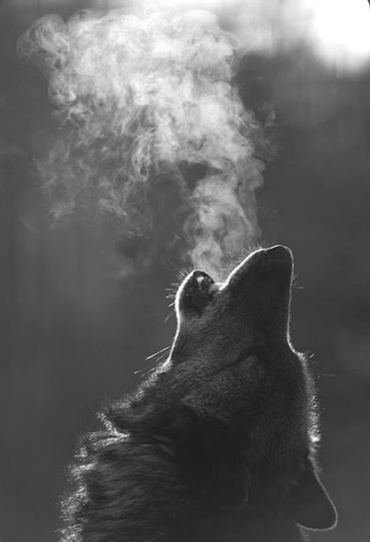 Referencia fotográfica de un lobo aullando, con el aliento visible en el aire frío